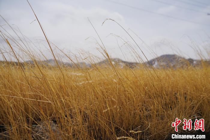 圖為青海省海西蒙古族藏族自治州天峻縣木里礦區(qū)草木茂盛?！●R銘言 攝