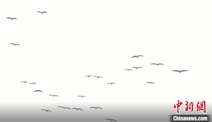 遷徙北歸?！√烊h融媒體中心 供圖