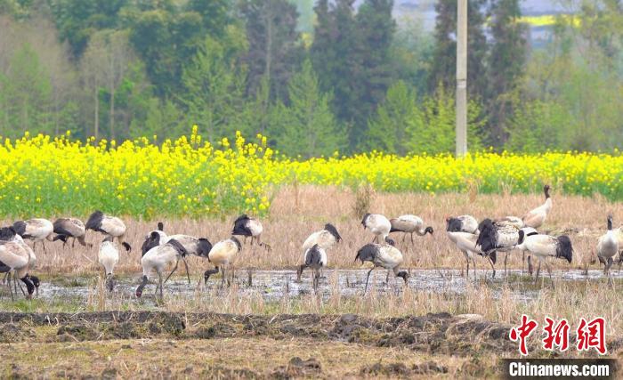 休息補(bǔ)給?！√烊h融媒體中心 供圖