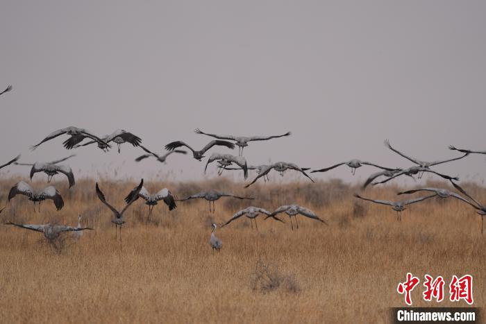 青海都蘭成群灰鶴匯集，場(chǎng)面壯觀