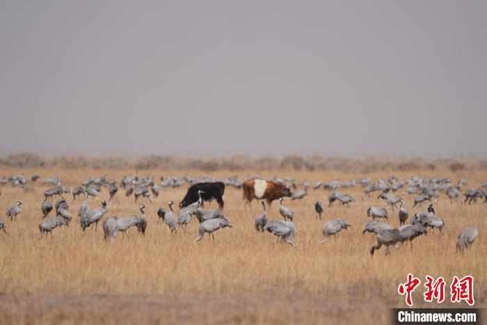 圖為草原上棲息的灰鶴?！∠葘m 攝