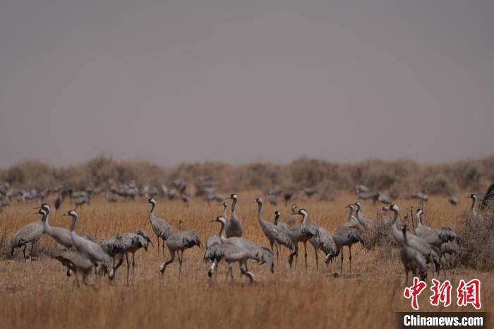圖為灰鶴?！∠葘m 攝