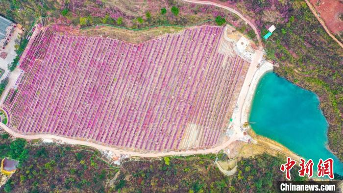 灼灼桃花惹人醉。　劉媛 攝