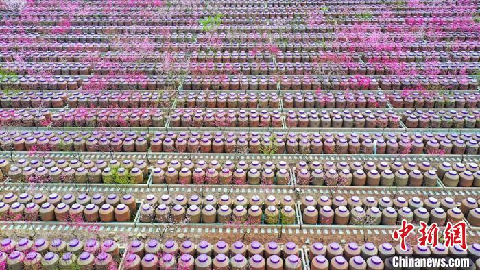 桃花和酒壇相映成趣?！㈡?攝