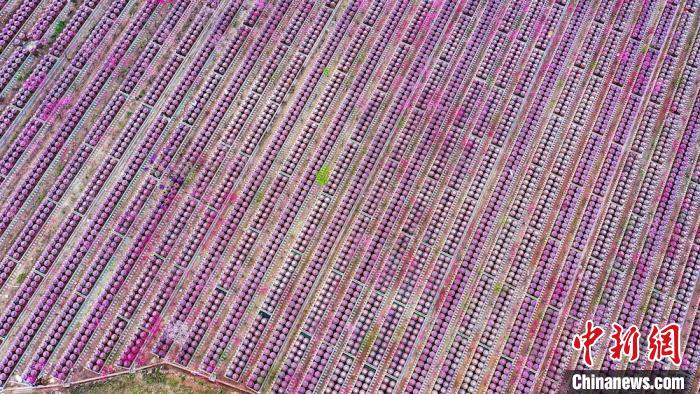 桃花和酒壇相映成趣。　劉媛 攝