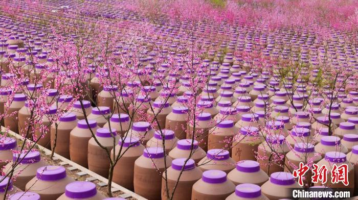 桃花和酒壇相映成趣?！∫足?攝