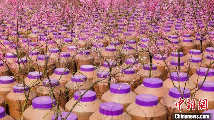 桃花和酒壇相映成趣?！∫足?攝