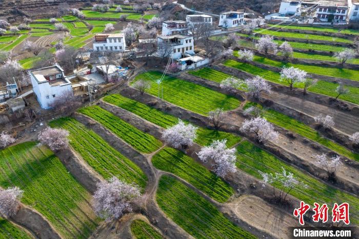 白松鎮(zhèn)層層麥田綠意盎然，與桃林構(gòu)成一幅美麗的鄉(xiāng)村畫卷?！⒅铱?攝