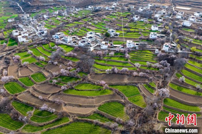 白松鎮(zhèn)桃花林中的白藏房。　劉忠俊 攝