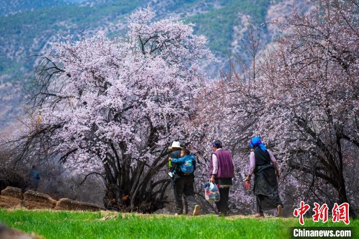 行走在麥田和桃樹下的白松鎮(zhèn)村民?！⒅铱?攝