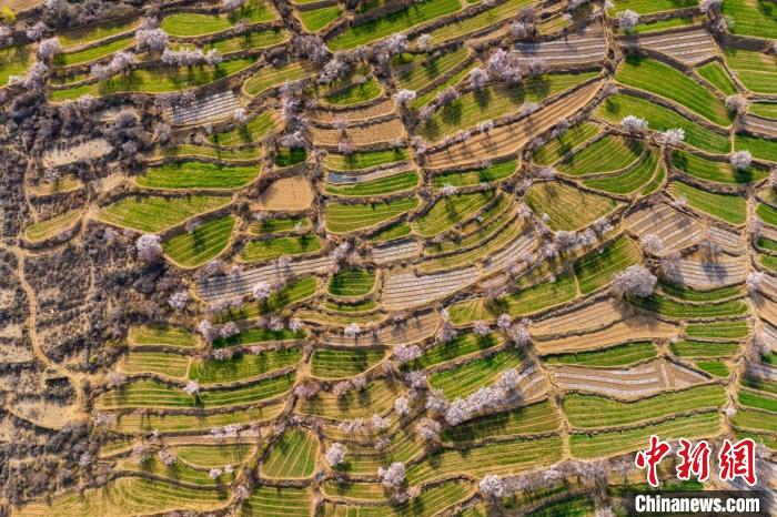 空中俯瞰得榮縣白松鎮(zhèn)的高山麥田和桃林?！⒅铱?攝