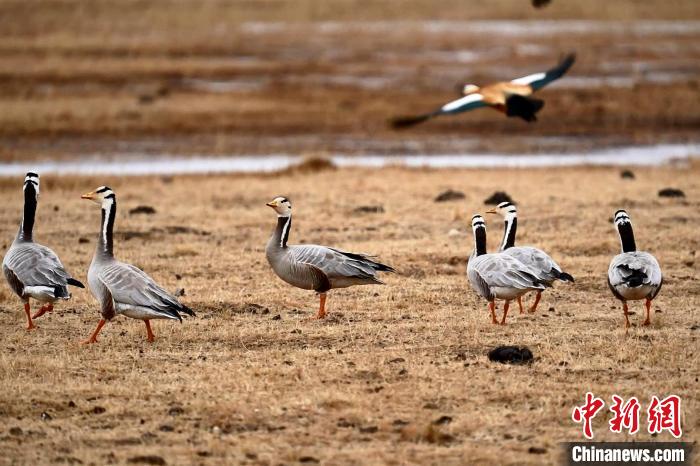 圖為成群的斑頭雁?！“?攝