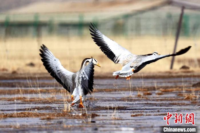 圖為斑頭雁嬉戲飛翔?！“?攝