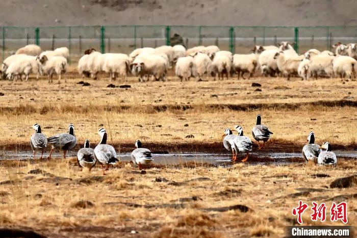 圖為羊群邊的成群斑頭雁?！“?攝