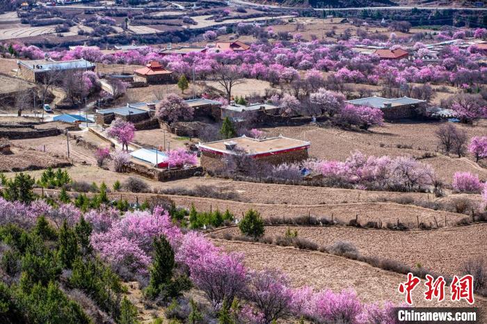 道孚麻灣村房前屋后的杏花繞村怒放?！『涡秀?攝