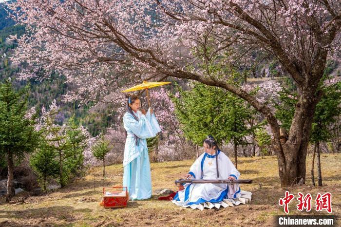 道孚杏花樹(shù)下的游客們。　蘇銳 攝