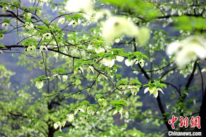 珙桐在春末夏初之際開花，花期較短?！螚?攝