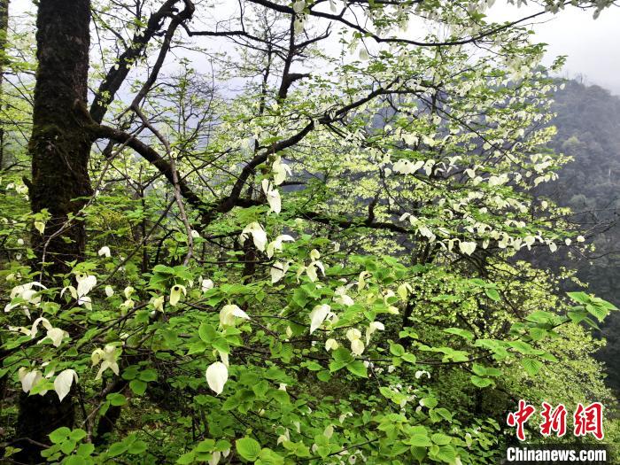 山谷兩側(cè)高大繁茂的珙桐樹?！螚?攝