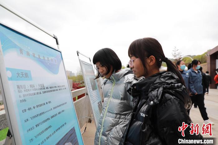 圖為學(xué)生通過展板了解青海常見鳥類?！●R銘言 攝
