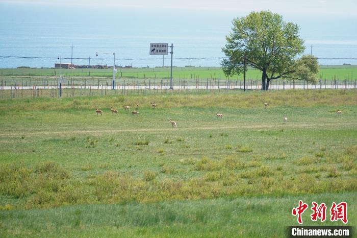 圖為成群普氏原羚在草場上愜意覓食，悠閑自在。　馬銘言 攝