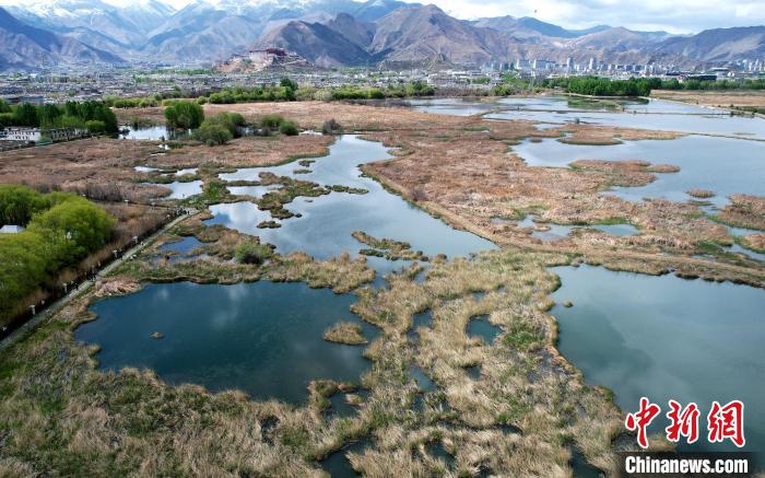 圖為拉薩拉魯濕地。(無人機(jī)照片) 李林 攝