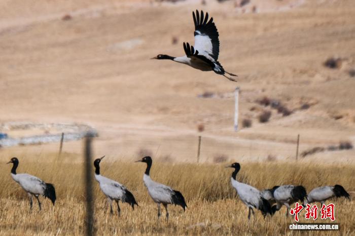 （新春走基層）西藏林周：鶴舞高原迎新春