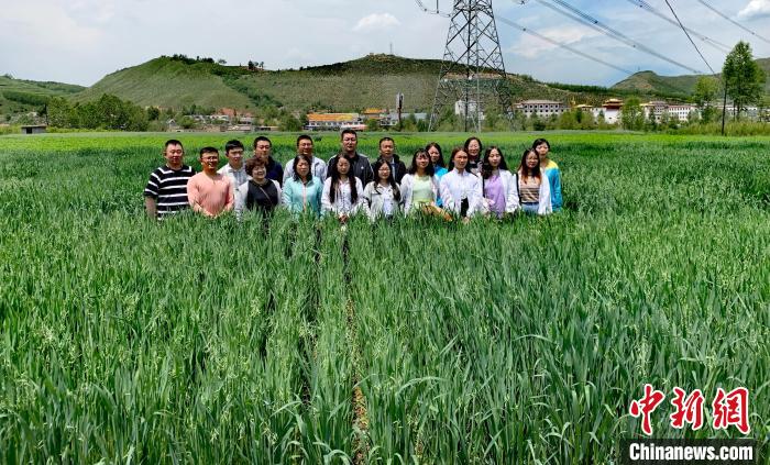 青海：“青燕2號”燕麥、“環(huán)湖”老芒麥等通過國家級審定