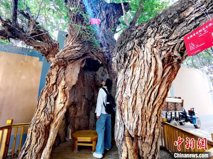 青海海東市阿河灘地質(zhì)文化村：古樹新枝、丹山碧水