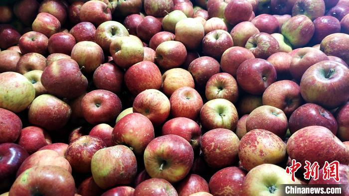 圖為通麥村村民巴桑拉姆家待裝箱的蘋果。　貢桑拉姆 攝