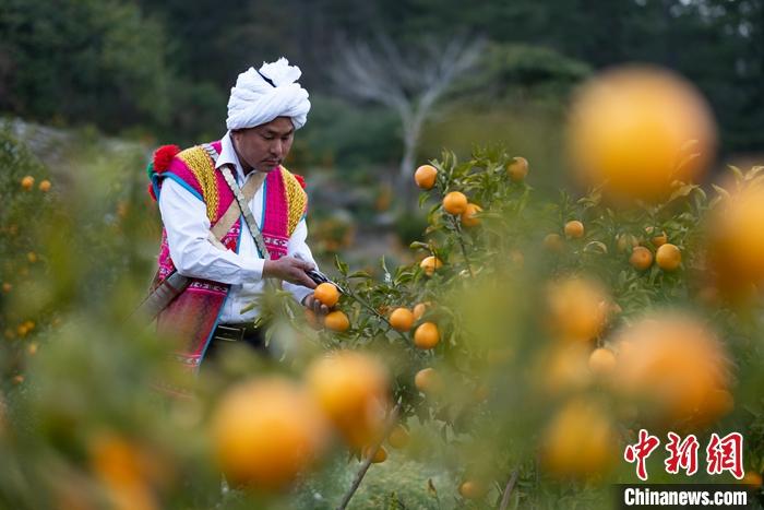 1月29日，京都村村民在柑橘園中采摘柑橘。<a target='_blank' ><p  align=