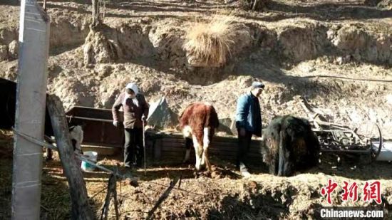 圖為孔繁福夫妻正在收拾牛圈?！±铍h　攝