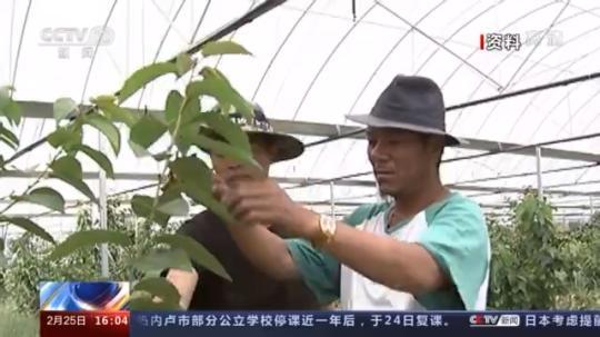 種蘑菇、養(yǎng)駱駝...。。特色產(chǎn)業(yè)助力鄉(xiāng)村振興走新路