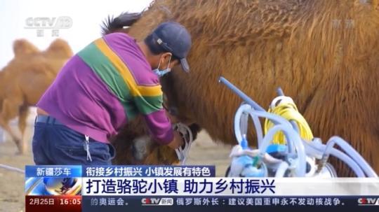 種蘑菇、養(yǎng)駱駝...。。特色產(chǎn)業(yè)助力鄉(xiāng)村振興走新路