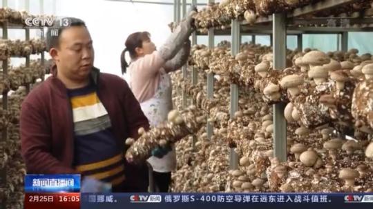 種蘑菇、養(yǎng)駱駝...。。特色產(chǎn)業(yè)助力鄉(xiāng)村振興走新路