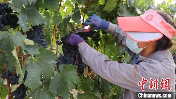 圖為當(dāng)?shù)卮迕癫烧咸??！∩侥仙Ｈ湛h委宣傳部提供