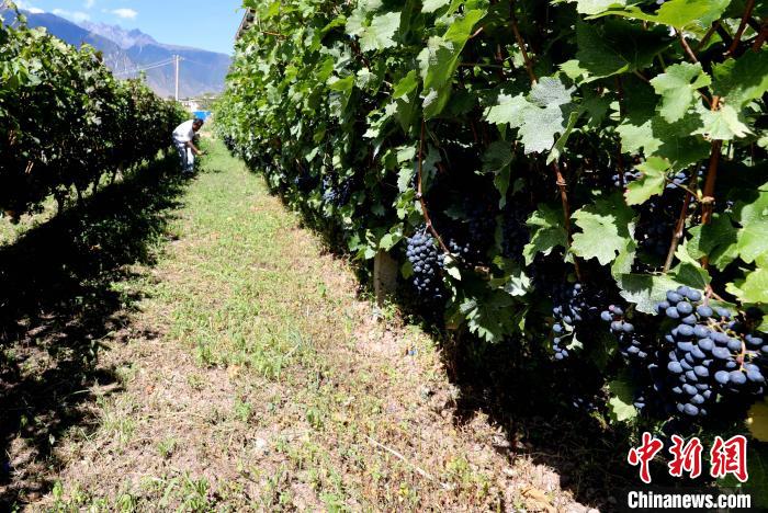 昌都芒康縣依托“兩江流域”干熱河谷地帶地理優(yōu)勢(shì)將康巴蜜橘、蘋(píng)果、甜石榴、葡萄、蜜桃等經(jīng)濟(jì)林木種植?！〔际忻⒖悼h委宣傳部供圖