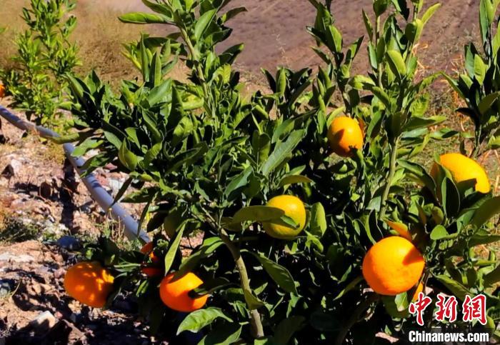 昌都芒康縣依托“兩江流域”干熱河谷地帶地理優(yōu)勢(shì)將康巴蜜橘、蘋(píng)果、甜石榴、葡萄、蜜桃等經(jīng)濟(jì)林木種植。　昌都市芒康縣委宣傳部供圖