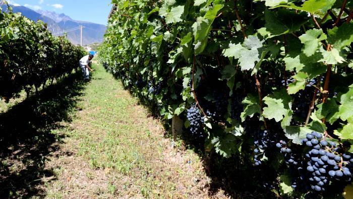 昌都芒康縣依托“兩江流域”干熱河谷地帶地理優(yōu)勢將康巴蜜橘、蘋果、甜石榴、葡萄、蜜桃等經(jīng)濟(jì)林木種植?！〔际忻⒖悼h委宣傳部供圖