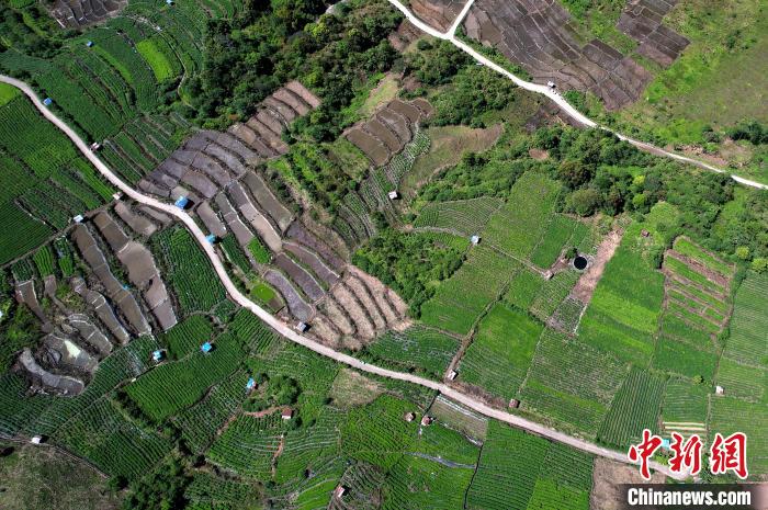 圖為西藏林芝市墨脫縣城附近的茶田。(無(wú)人機(jī)照片) 李林 攝