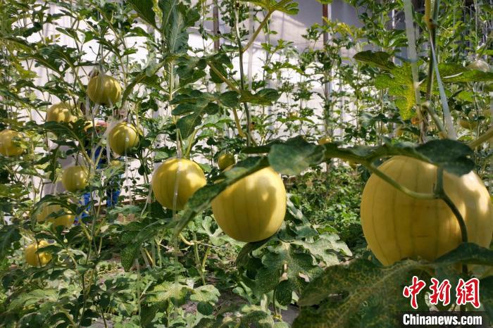 圖為康馬縣大棚內(nèi)的金太陽(yáng)西瓜。　劉建軍 攝
