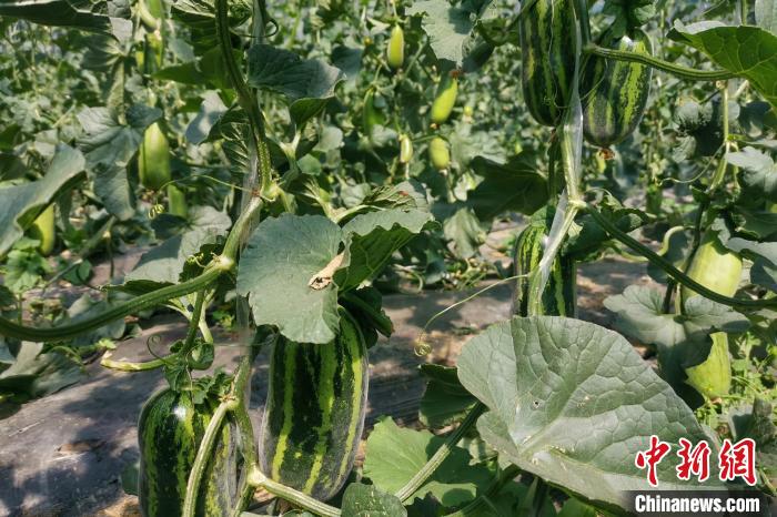 圖為西藏康馬縣大棚內(nèi)的博洋九號(hào)甜瓜?！⒔ㄜ?攝