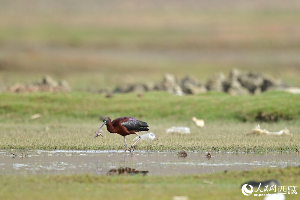 圖為在西藏日喀市則桑珠孜區(qū)曲布雄鄉(xiāng)濕地拍攝到的彩鹮。