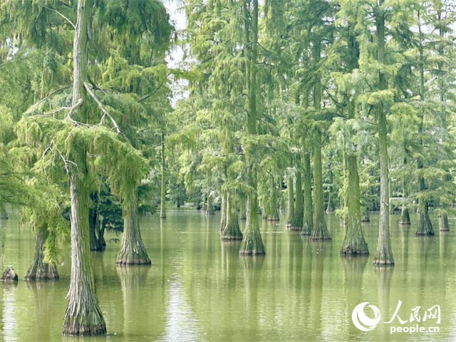 湖北省武漢漲渡湖濕地，池杉“破水而出”。人民網(wǎng)記者 張沛攝