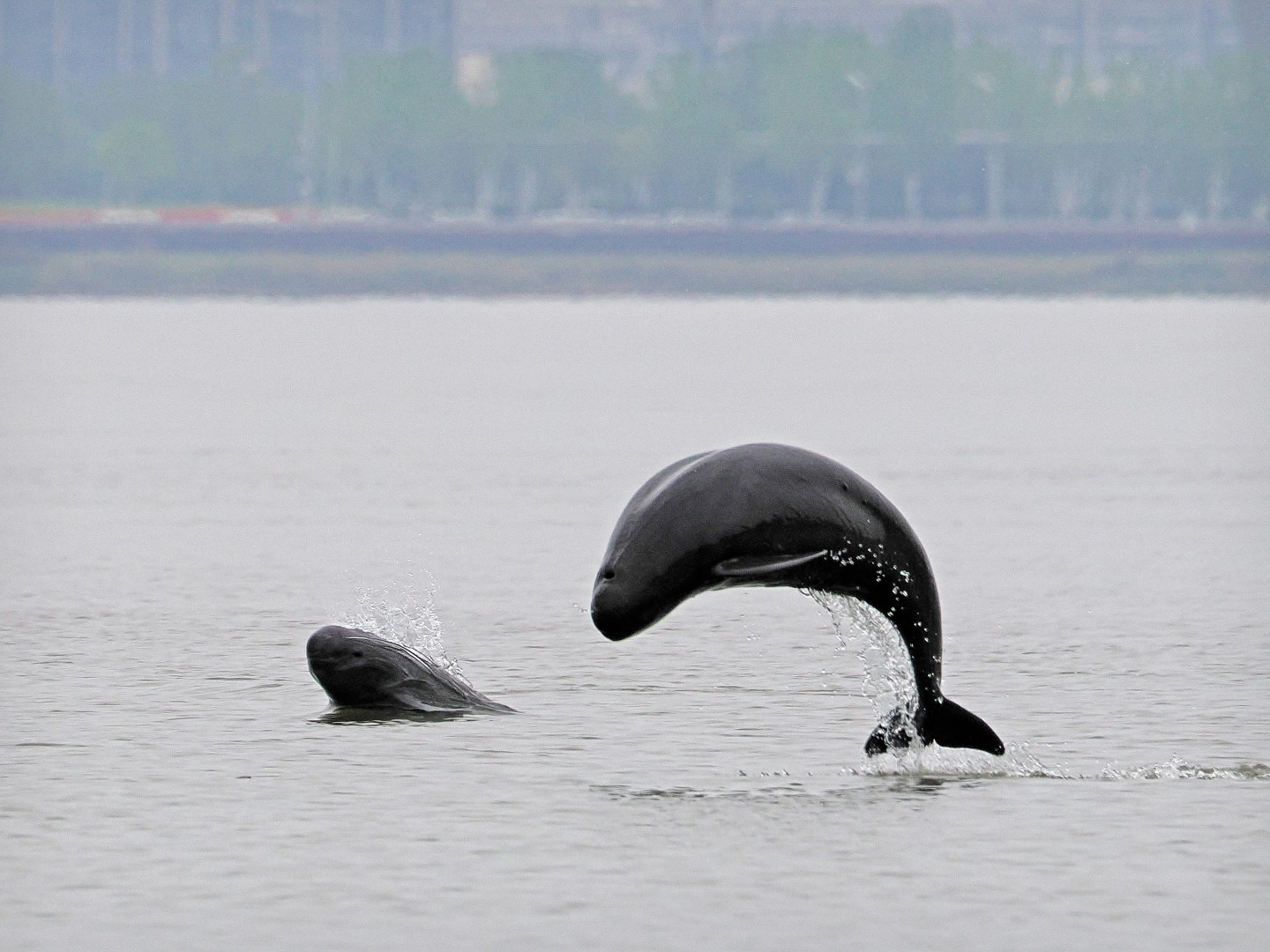 文化中國行 長江之歌丨微笑的江豚，從四千年前“游”來