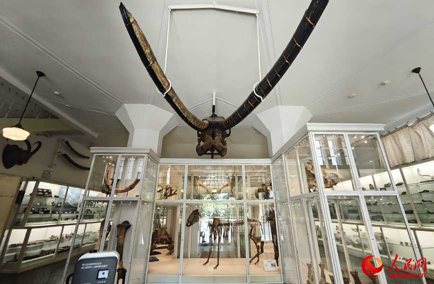 北疆博物院古生物陳列室內(nèi)的化石標(biāo)本。人民網(wǎng)記者 孫一凡攝