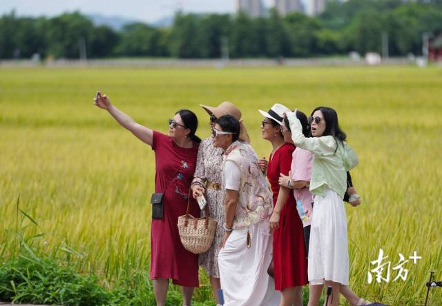 游客們在崖口村稻田前合影。