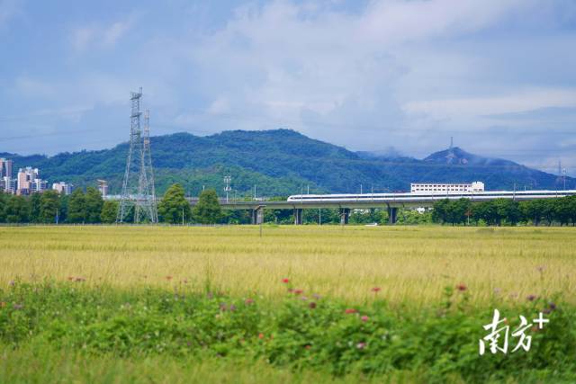 高鐵掠過崖口村稻田。