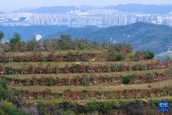 【高質(zhì)量發(fā)展看陜西】“上天”的延安蘋果，蘊(yùn)藏哪些新質(zhì)生產(chǎn)力