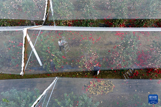 【高質(zhì)量發(fā)展看陜西】“上天”的延安蘋果，蘊(yùn)藏哪些新質(zhì)生產(chǎn)力