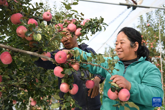 【高質(zhì)量發(fā)展看陜西】“上天”的延安蘋果，蘊(yùn)藏哪些新質(zhì)生產(chǎn)力
